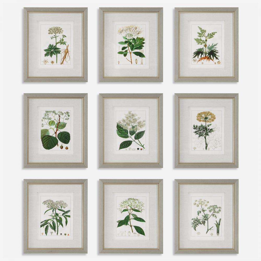 Uttermost Antique Botanicals Framed Prints Set/9